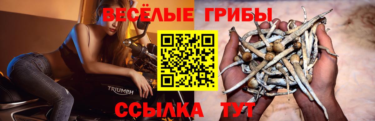 Псилоцибиновые грибы Cubensis  купить наркотик  Соль-Илецк  Галлюциногенные грибы Psilocybe  Вход с VPN 
